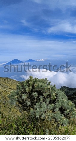 photo of edelweiss flowers on Mount Merbabu, accompanied by a beautiful view
