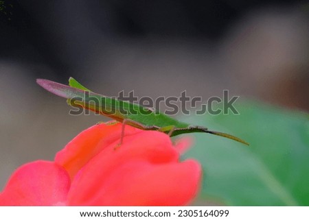 Animal Photography. Macro photo of the Acrida Cinerea grasshopper or better known as the oriental longheaded locust perched on a red flower. Location place in Cikancung, Bandung Region - Indonesia