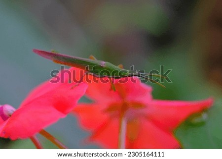 Animal Photography. Macro photo of the Acrida Cinerea grasshopper or better known as the oriental longheaded locust perched on a red flower. Location place in Cikancung, Bandung Region - Indonesia