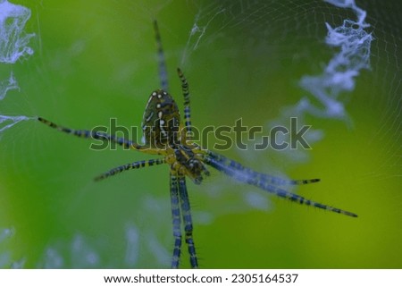 Animal Photography. Macro photo of the Argiope aurantia spider making spider webs. Location place in Cikancung, on the outskirts of Bandung Region - Indonesia