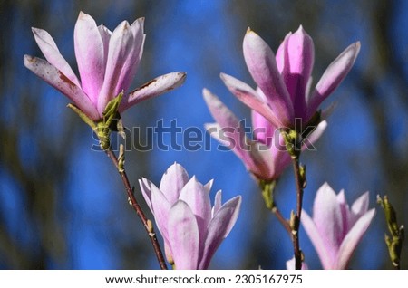 Pink magnolia flowers in the sunlight with blue sky in the background. A close up photo of these magnificent spring flowers on a tree in England. Gorgeous 