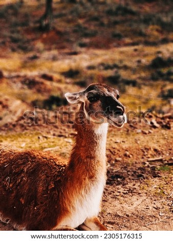 Beautiful llama at the zoo