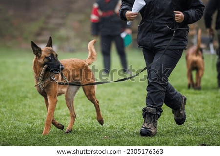 Belgian malinois dog. Animal trainer doing obedience training with his shepherd dog outdoors Royalty-Free Stock Photo #2305176363
