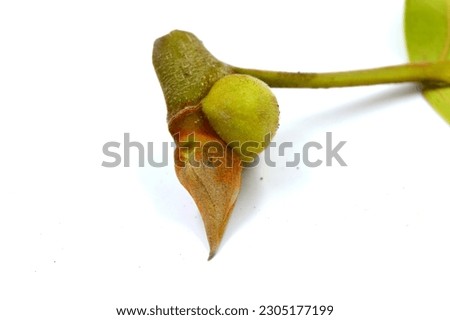 banyan tree leaves and flower stock images