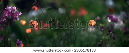 Wildly growing poppies in the meadow. Picturesque, fabulous meadow.A small, red poppy blossomed.A picture of a flower garden in all its glory.Spring flowers.