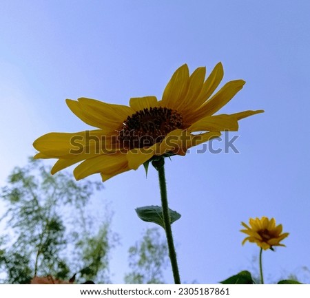 view of a sunflower with blue sky 