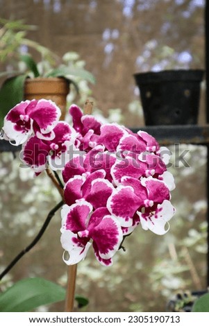 Mysuru, Karnataka, India-April 11 2023; A Close up picture of a cluster of Doritaenopsis or Moth orchids flowers in vibrant colors ofred and white in India.