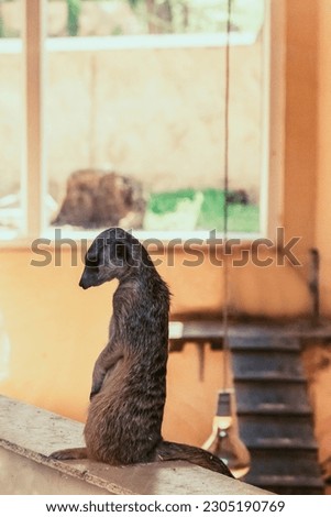 Sad meerkat standing in the zoo alone