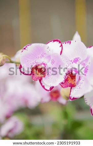 Beautiful orchid flower blooming with blur background