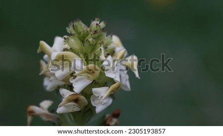 Beauty unveiled: Cutleaf selfheal (Prunella laciniata) Flourishes in the Alpine Meadow. Summer shots