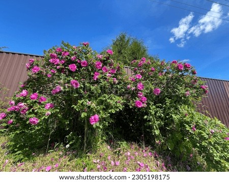 Wild rose, Ramanas rose (Rosa rugosa rubra) blooms and fills air with fragrance all summer. Flower of love, passion flower before the 19th century among the people. Ancestral species of rose varieties Royalty-Free Stock Photo #2305198175