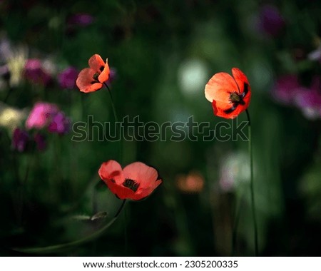 Scarlet flower. Three gentle creatures of nature. wild poppy.A picture of a flower garden in all its glory.