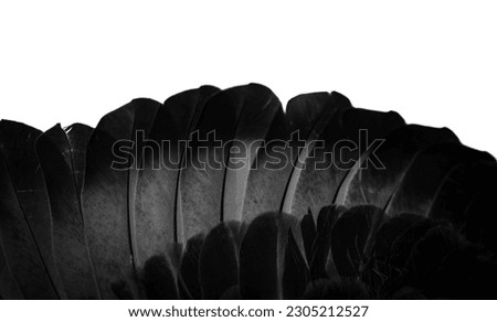 black  feather pigeon macro photo. texture or background