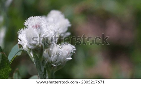 Alpine meadow delight: Exploring the enchanting beauty of the Mountain everlasting flowers. (Antennaria dioica). Summer shots