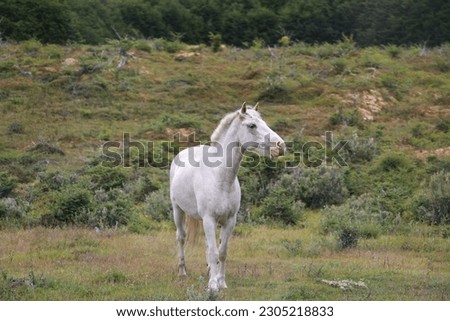 Wild horse in Argentina, Tierra del Fuego. Royalty-Free Stock Photo #2305218833