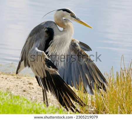 Great blue heron displaying his wings at water's edge Royalty-Free Stock Photo #2305219079