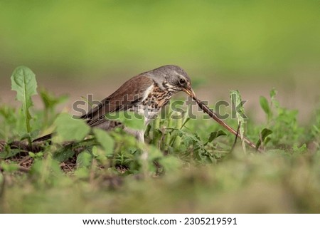 Thrush fieldfare (Turdus pilaris) pulls out a worm for feeding. Scene from wild nature.