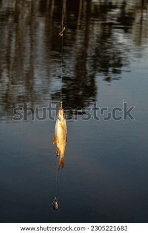 Roach. Gambling fishing on the river in the evening. Leger rig evening biting, bottom line set up Royalty-Free Stock Photo #2305221683