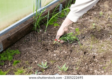 A woman's hand pulls out weeds. Weeding grass beds. Preparation of beds for planting cultivated plants.