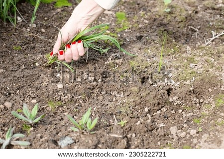 Close-up of a woman's hand pulling weeds out of the ground. Weeding grass beds. Preparation of beds for planting cultivated plants.