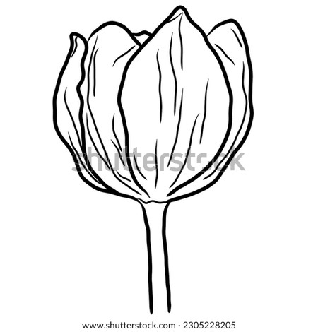 Illustrated tulip outline. Decorative tulip flower outline illustration. Tulip flower line art illustration suitable for kids' coloring. Flower sketch drawing line art.