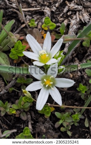 (Ornithogalum fimbriatum, Asparagaceae), an early-spring flowering rare plant, Red Book of Ukraine
