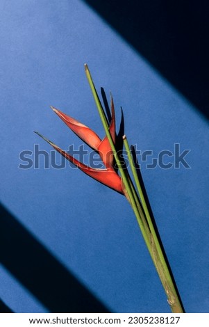 Tropical orange heliconia or lobster claw plant flower on the blue background. Top view.