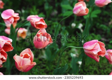 Red tulip field, plantation. Bright dark gentle delicate natural spring background. Template for small business, card. Airy modern soft botanical background. Gardening, floristry as a hobby. Artisanal