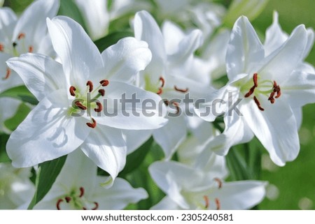Madonna Lily. White Easter Lily flowers in garden. Lilies blooming. Lilium Candidum. Garden Lillies with white petals. Large flowers in sunny day. Lilium flower. Easter greeting card Royalty-Free Stock Photo #2305240581