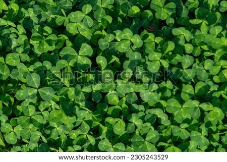 Natural green dark background. Plant and herb texture. Leafs green young fresh oxalis, shamrock, trefoil close-up. Beautiful background with green clover leaves for Saint Patrick's day
