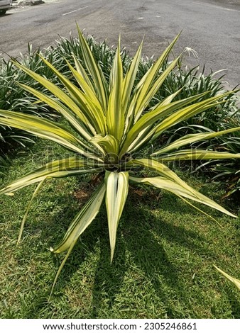 Close up of giant cabuya plant 