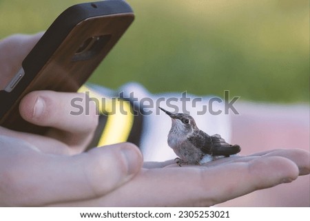 A human taking a picture with his phone of a tiny hummingbird (Trochilidae) on a hand on a blurry background