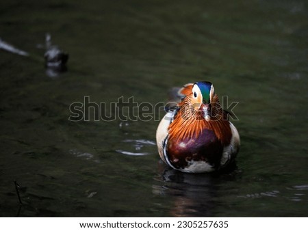 Male mandarin duck swimming on a lake in Kent, UK. Close up view of a duck. Mandarin duck (Aix galericulata) in Kelsey Park, Beckenham, Greater London. The mandarin is a species of wood duck.