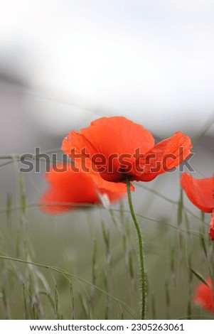 Awesome impressionistic picture of red poppies in a wheat field