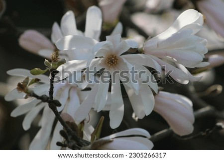The beautiful white blooms of a flowering star magnolia tree.