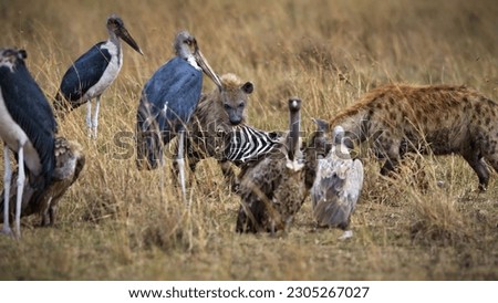 A Marabou stork, spotted hyena, vulture and other wild animals gathered together in a grassland