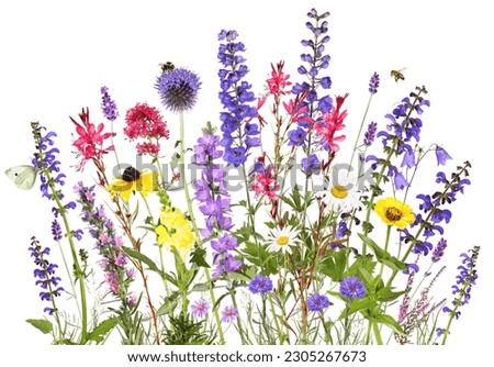 Colorful garden flowers with insects, isolated background Royalty-Free Stock Photo #2305267673