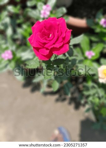 The perfect beautiful rose picture