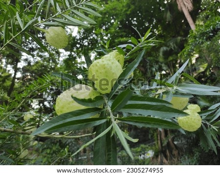 Gomphocarpus physocarpus, commonly known as hairy bales is a species of milkweed. It is often used as an ornamental plant.