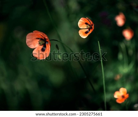 Scarlet flower. Three gentle creatures of nature. wild poppy.A picture of a flower garden in all its glory.