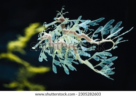 A closeup shot of tiny leafy sea dragons swimming in the sea on an isolated background