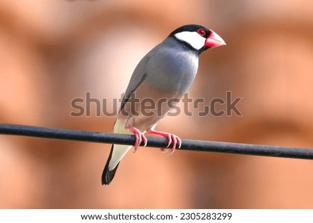 Sakura Java sparrow,Java sparrow, Java finch,Lonchura oryzivora(Estrildidae)
Lives in pairs or herds in grasslands, agricultural areas.and where people live Their food is grain,grass,fruit and insects Royalty-Free Stock Photo #2305283299