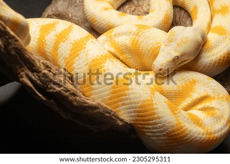 A closeup shot of yellow giant snake twisted sitting on dry wood