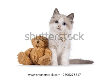 Adorable blue bicolor Ragdoll cat kitten, sitting beside brown teddy bear. Looking towards camera with blue eyes. Isolated on a white background.