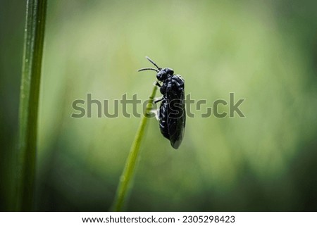 Black big fly bug sitting on tall green grass on blurry dark green background