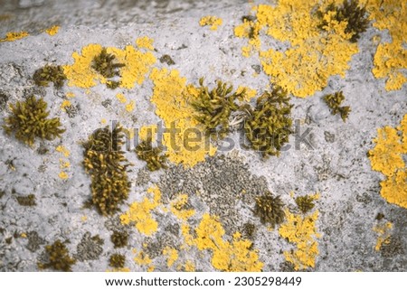 Plenty of small golden-colored maritime sunburst lichen with green moss growing on a big rock surface natural background