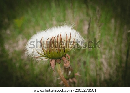 Half closed white fluffy dandelion head that resembles a hand of an alien holding white fur on green meadow bokeh background