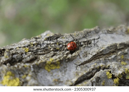 Lady bug insect closeup on tree bark