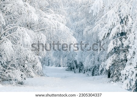 A winter fairytale with tall evergreen snow-capped trees in the forest of Curonian Spit, Lithuania Royalty-Free Stock Photo #2305304337