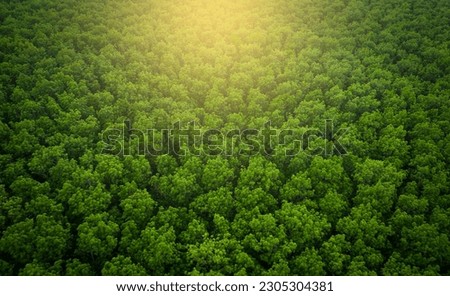 Green rubber plantation forest, high angle view Royalty-Free Stock Photo #2305304381
